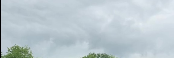 Lily's banner